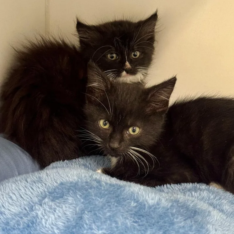 A baby small-sized male Black Domestic Short Hair cat named Vinny for adoption in Hawthorne, CA