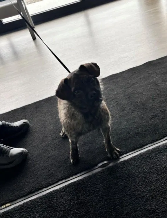 A young small-sized female Poodle dog named Versace for adoption in Toledo, OH