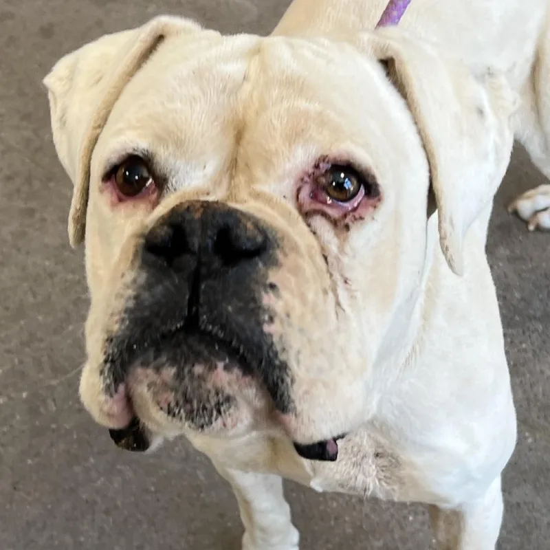 An adult large-sized male White / Cream Mixed Breed dog named 106564 for adoption in Las Cruces, NM