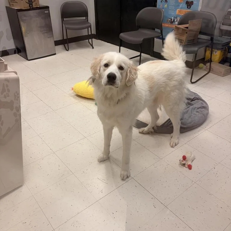 An adult large-sized female White / Cream Mixed Breed dog named Lunatone for adoption in Davenport, IA