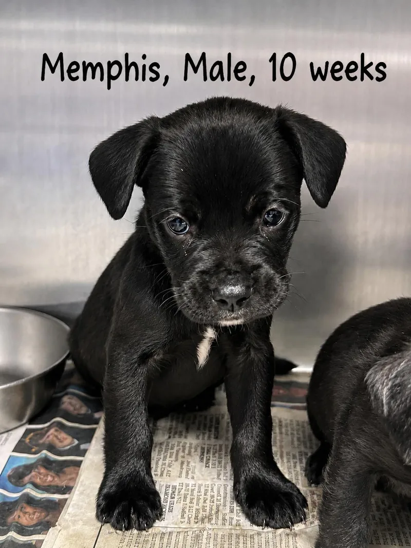 A baby medium-sized male Labrador Retriever dog named Memphis for adoption in Carmel, NY
