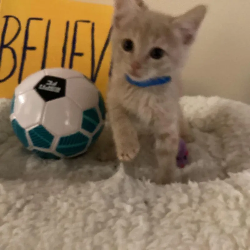 A baby small-sized male Buff / Tan / Fawn Domestic Short Hair cat named Ted Lasso Family: Higgins for adoption in Washington, DC
