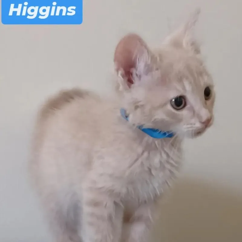 Ted Lasso Family: Higgins thumbnail 2