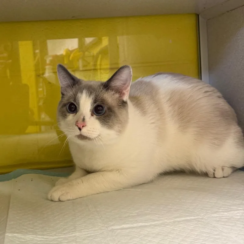 A young medium-sized male Cream / Ivory Siamese cat named Paddle Boat for adoption in Parkersburg, WV