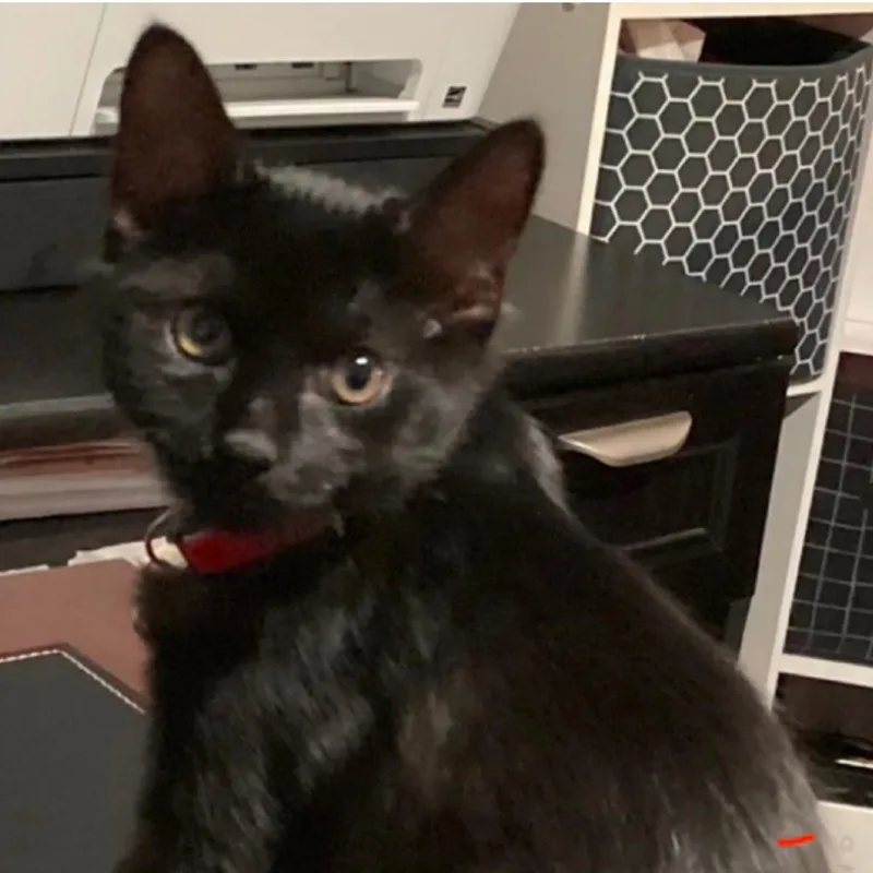 A baby small-sized female Black Domestic Short Hair cat named Sadie for adoption in Fayetteville, GA