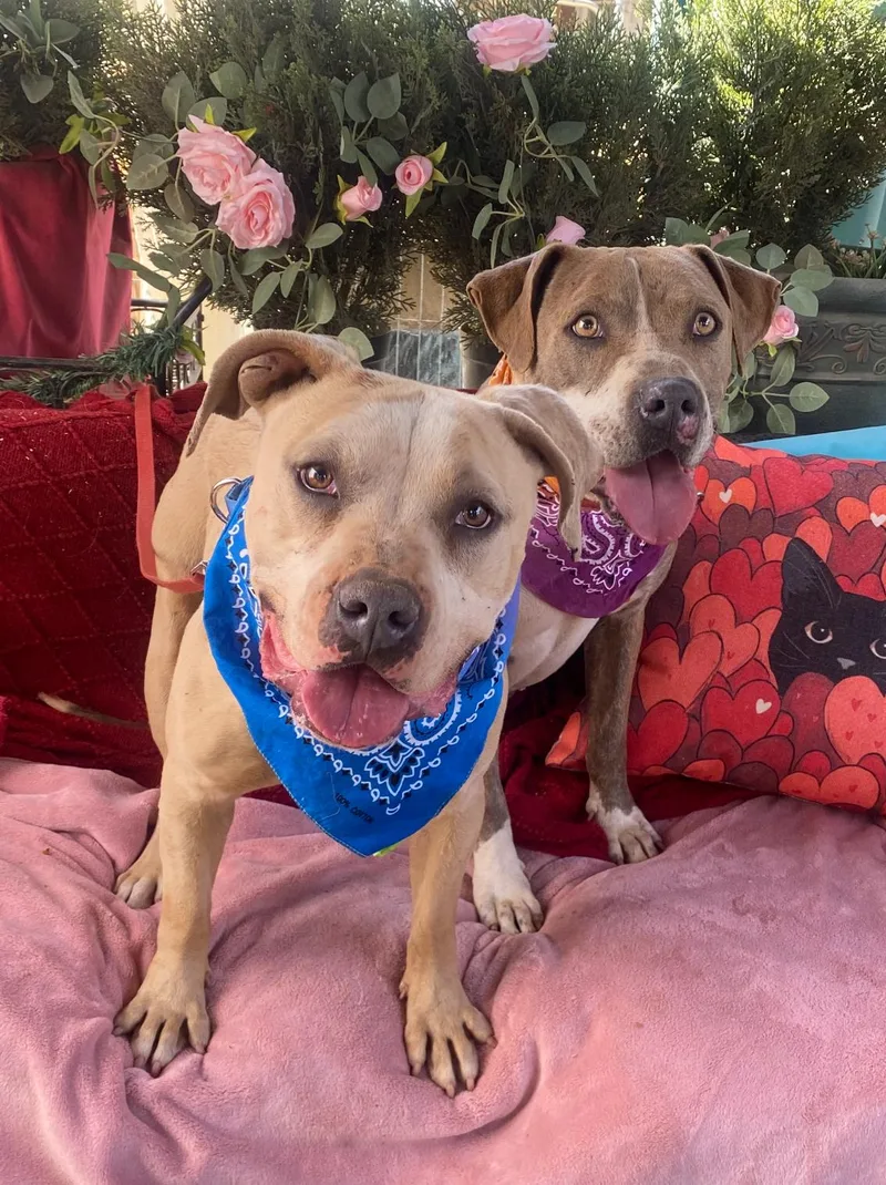 Bodhi  Petite  thumbnail 2