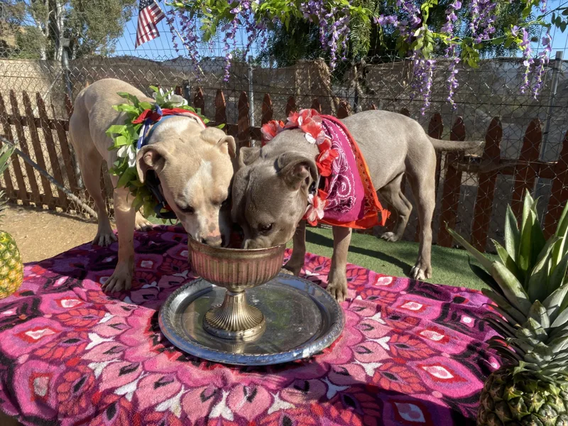 Bodhi  Petite  thumbnail 3