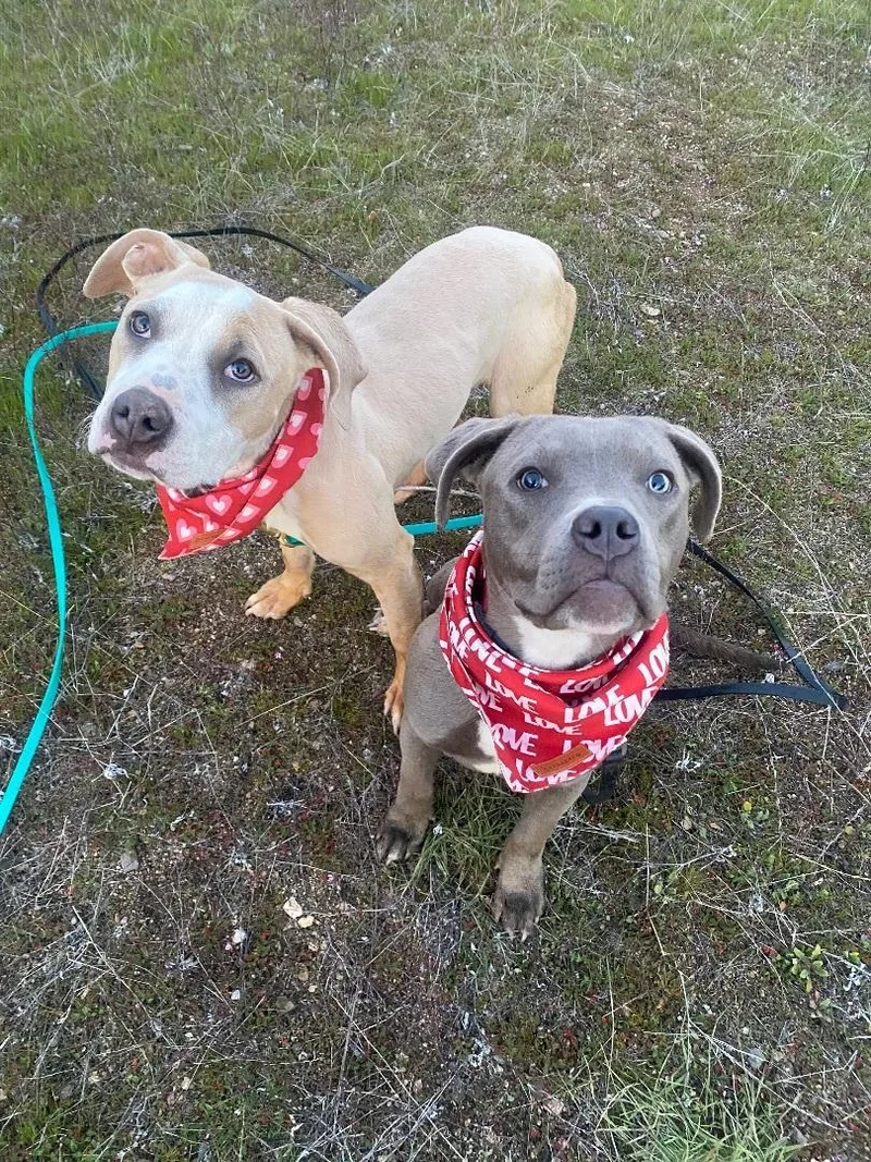 Bodhi  Petite  thumbnail 4