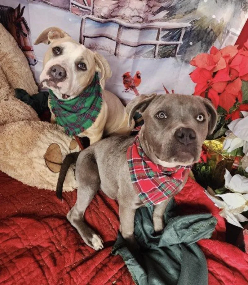 Bodhi  Petite  thumbnail 5