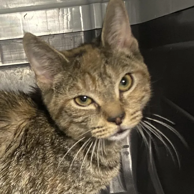 A baby small-sized female Brown / Chocolate Domestic Short Hair cat named Cider for adoption in Allentown, PA