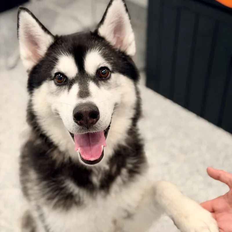 An adult medium-sized female Black Siberian Husky dog named Crystal for adoption in Manahawkin, NJ