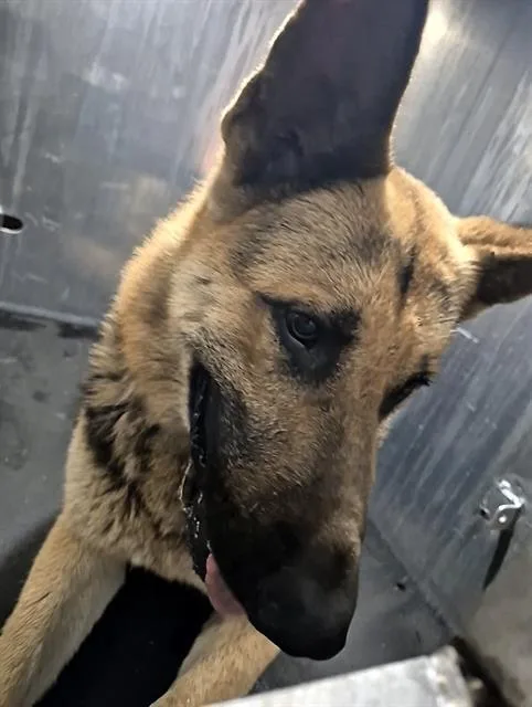 A young large-sized male German Shepherd Dog dog named Castle for adoption in San Antonio, TX