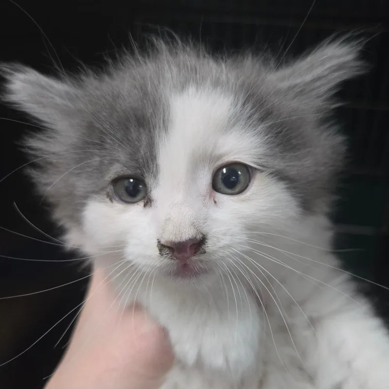 A baby small-sized male Gray / Blue / Silver Domestic Long Hair cat named Crumpet for adoption in Idaho Falls, ID