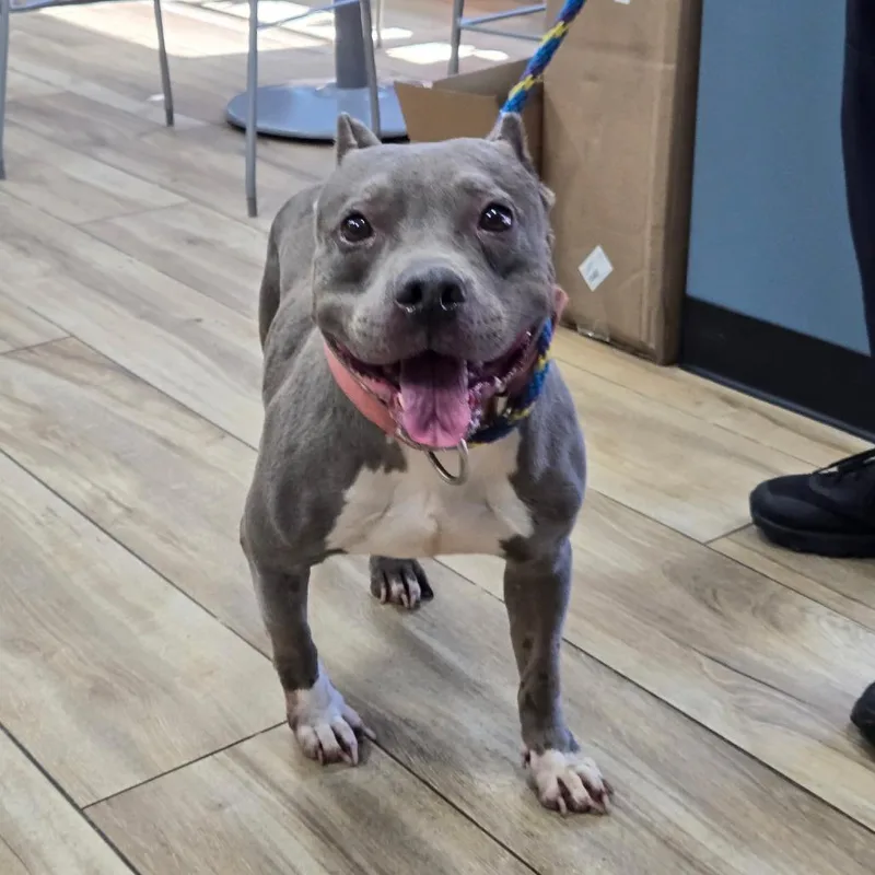 A baby medium-sized female Gray / Blue / Silver Pit Bull Terrier dog named Sage for adoption in Newark, NJ