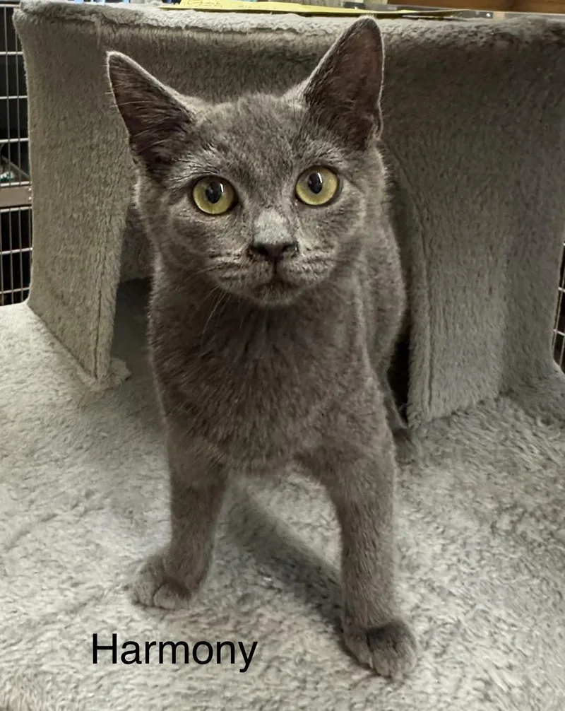 A young medium-sized female Gray / Blue / Silver Domestic Short Hair cat named Harmony for adoption in Ulster, PA