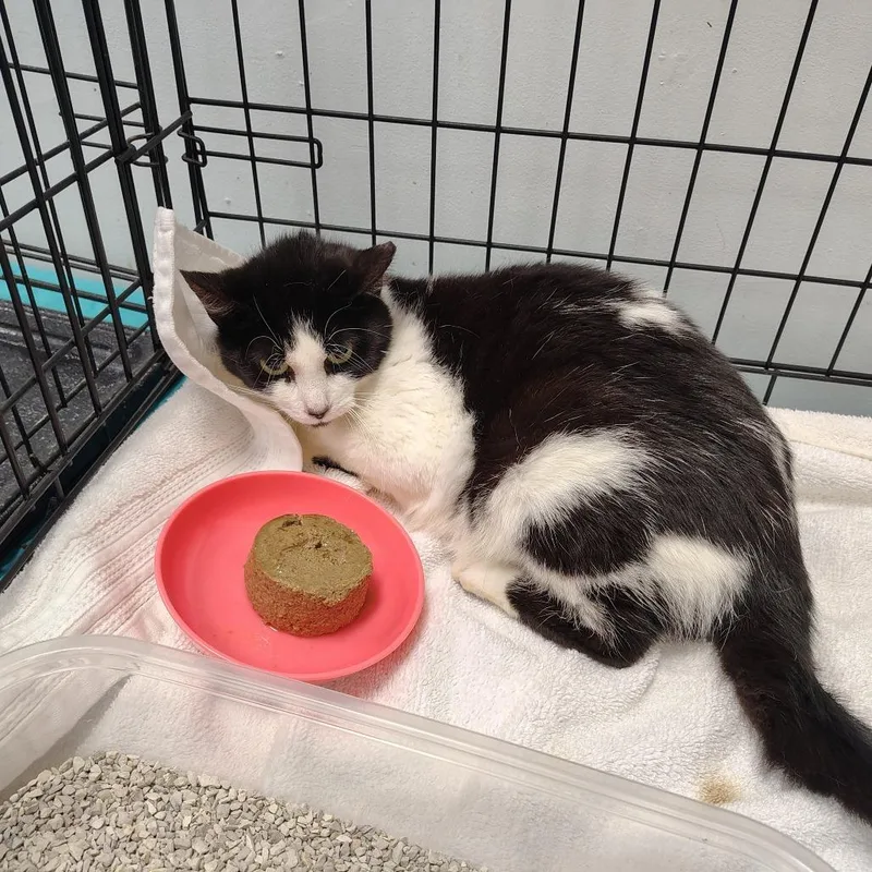 A baby small-sized male Gray / Blue / Silver Domestic Short Hair cat named Stellar Jay for adoption in Coos Bay, OR