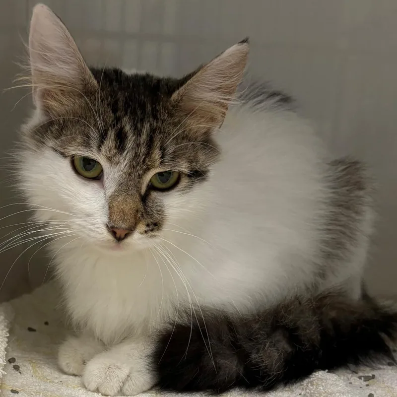 An adult medium-sized female White Domestic Medium Hair cat named Sandy for adoption in East Hanover, NJ