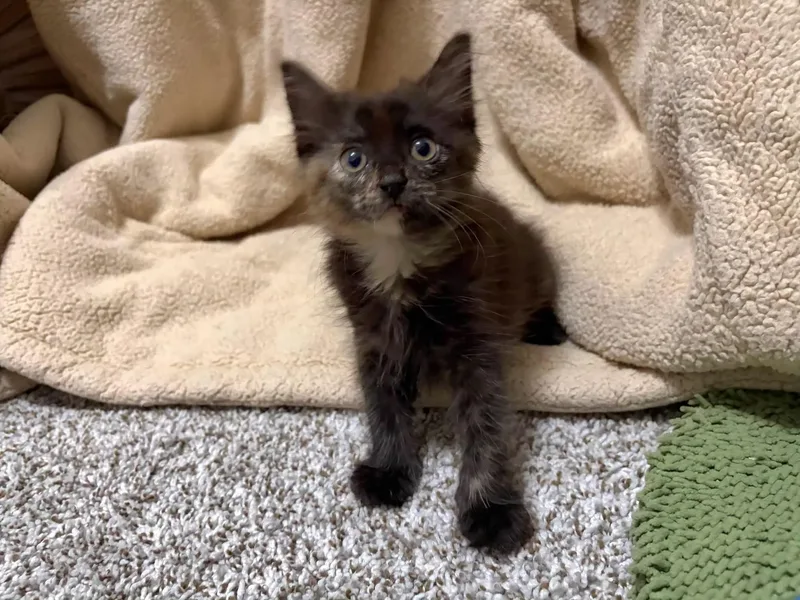 A baby medium-sized female Domestic Medium Hair cat named Stella for adoption in Anna, TX