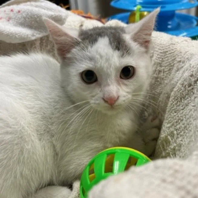 Pistachio thumbnail 2