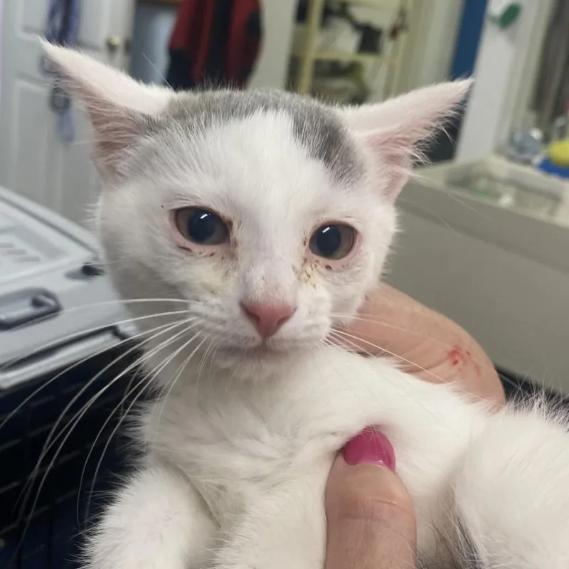 Pistachio thumbnail 3