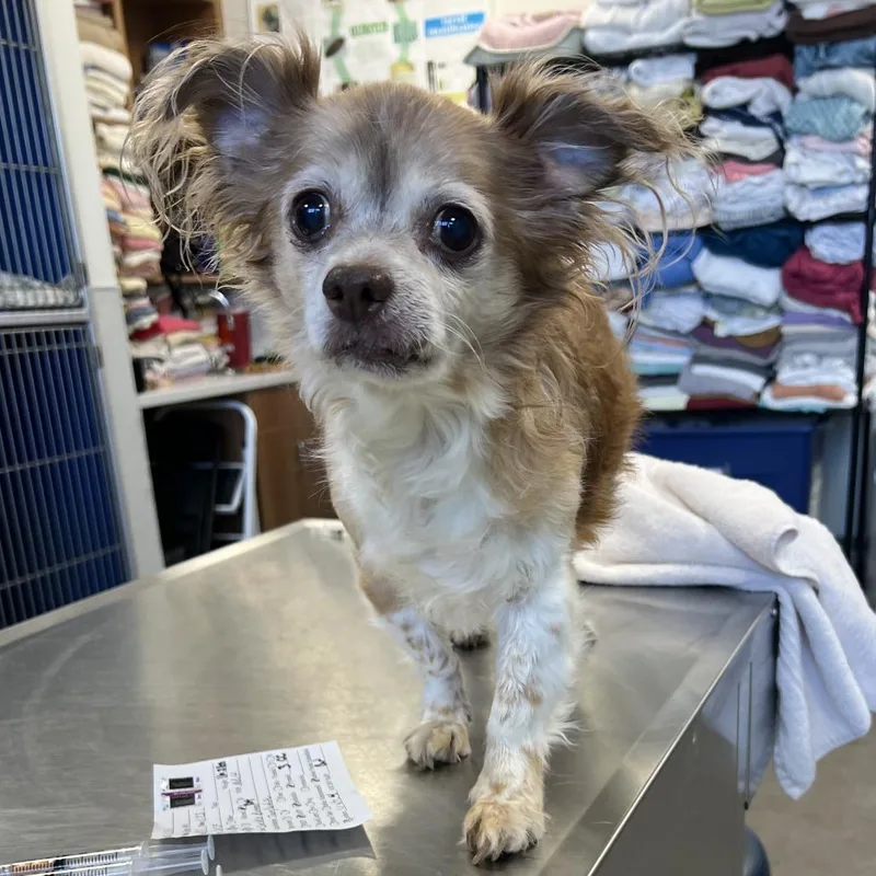A senior small-sized male Mixed Breed dog named 111061 for adoption in Las Cruces, NM