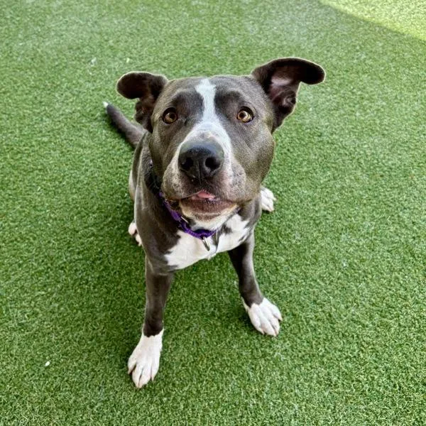 An adult large-sized female Pit Bull Terrier dog named Mia for adoption in Oceanside, CA
