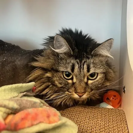 An adult large-sized female Tabby (Brown / Chocolate) Domestic Medium Hair cat named Skye for adoption in Manassas, VA