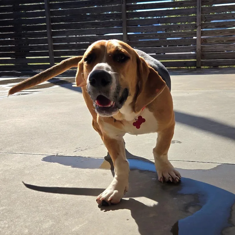 A young medium-sized male Brown / Chocolate Basset Hound dog named Duke for adoption in Freeport, FL