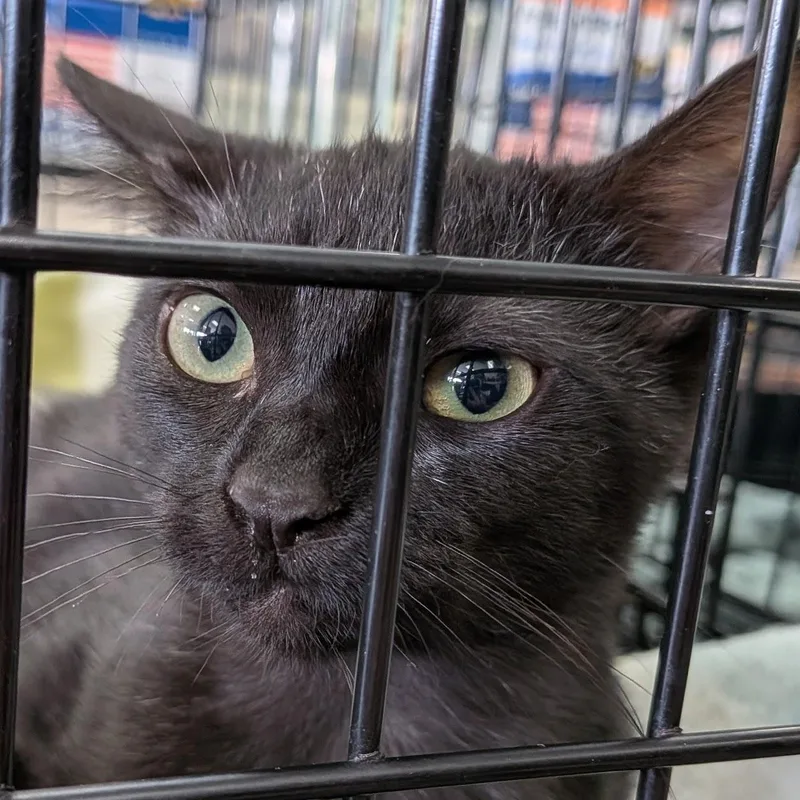 A baby medium-sized female Black Domestic Short Hair cat named Circe for adoption in Eugene, OR