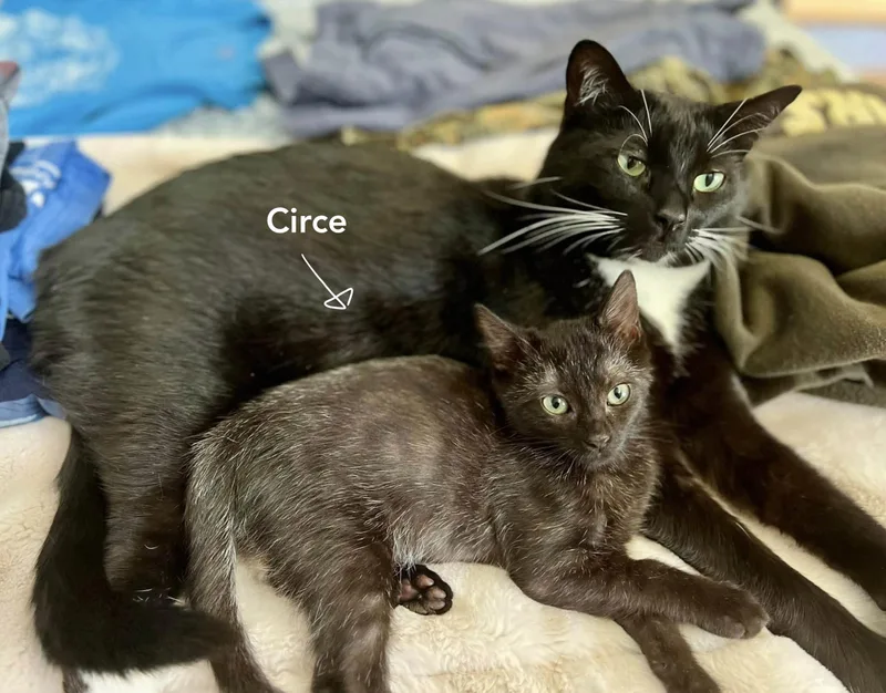 Circe thumbnail 5