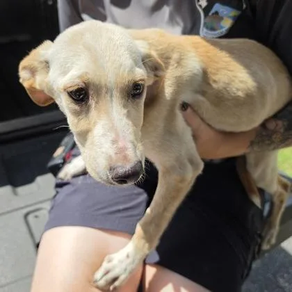 A baby small-sized male Yellow / Tan / Blond / Fawn Hound dog named Drop for adoption in East Hanover, NJ