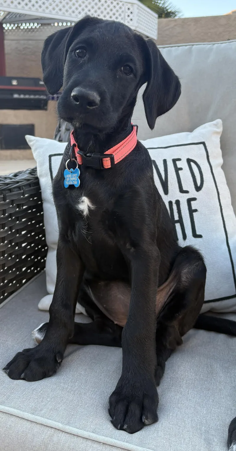 Stella
