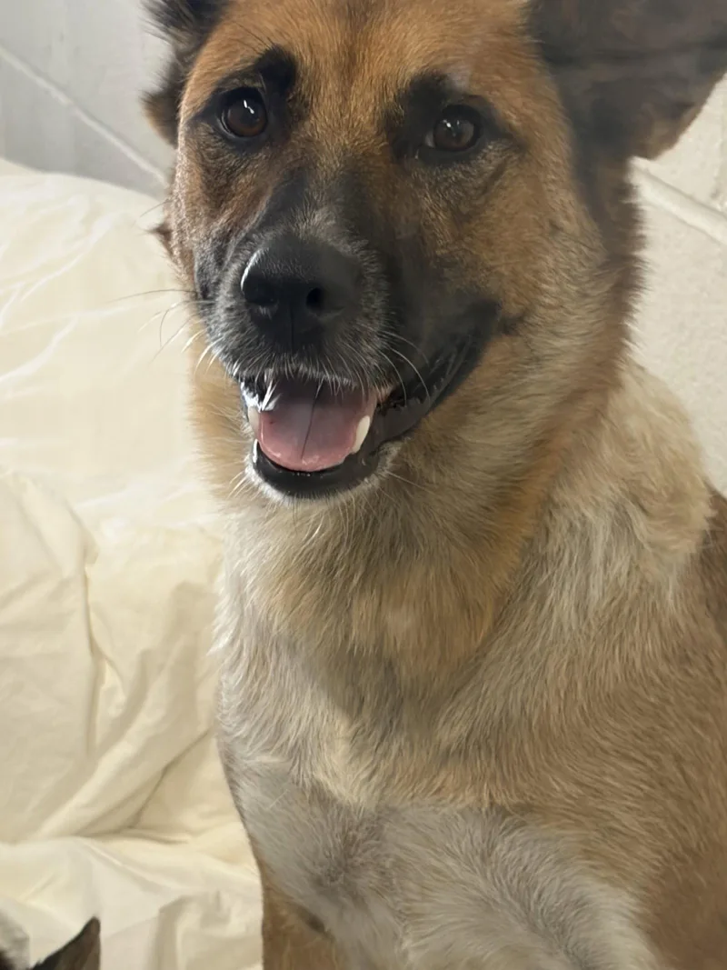 A young large-sized female German Shepherd Dog dog named Chacha for adoption in Richardson, TX