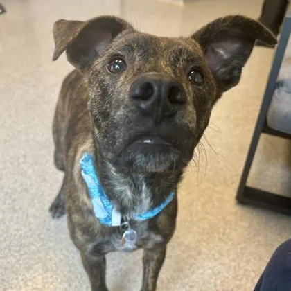 A young medium-sized male Brindle Mixed Breed dog named Tiger for adoption in Lansing, MI