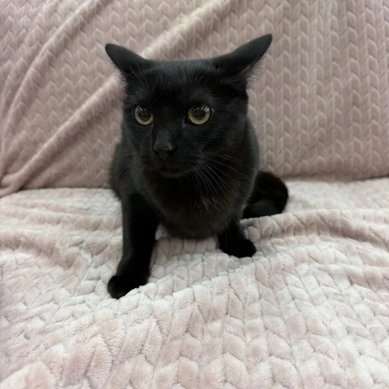 A young small-sized female Black Domestic Short Hair cat named Phoebe for adoption in Raleigh, NC