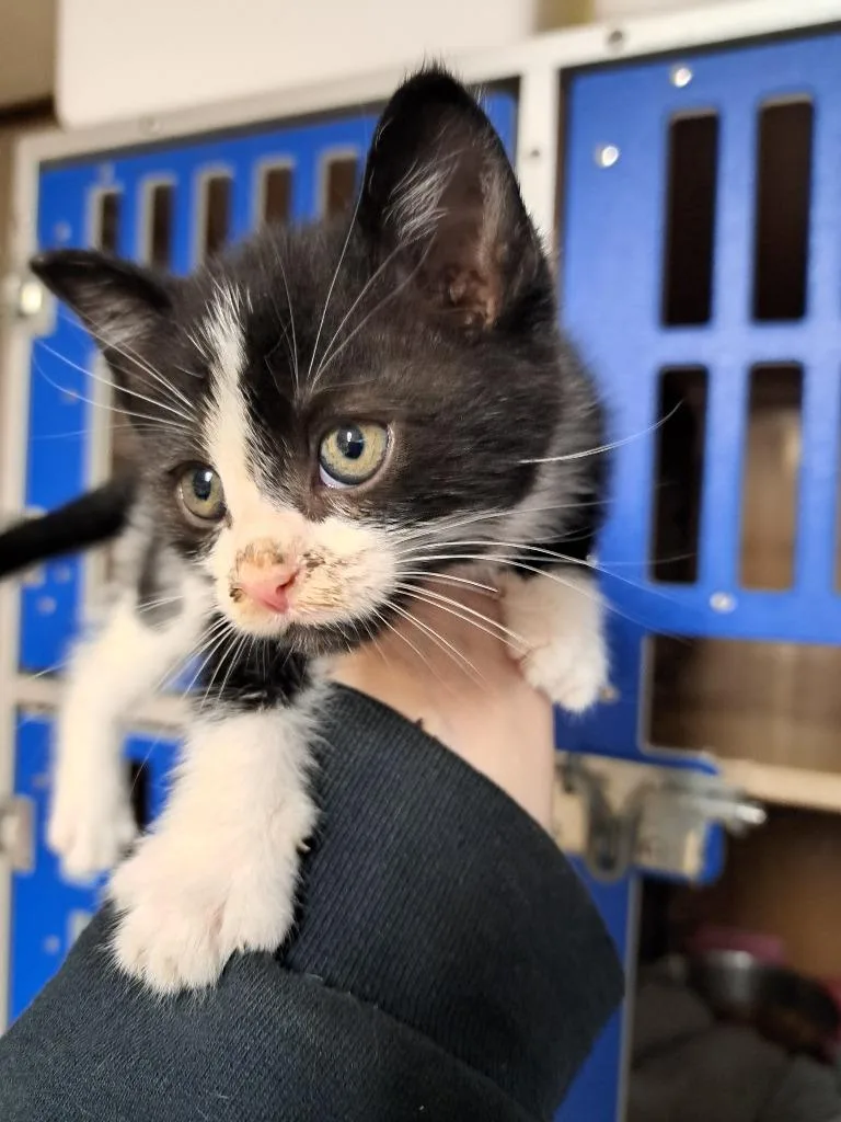 A baby medium-sized male Domestic Short Hair cat named Jackjack for adoption in Fayetteville, TN