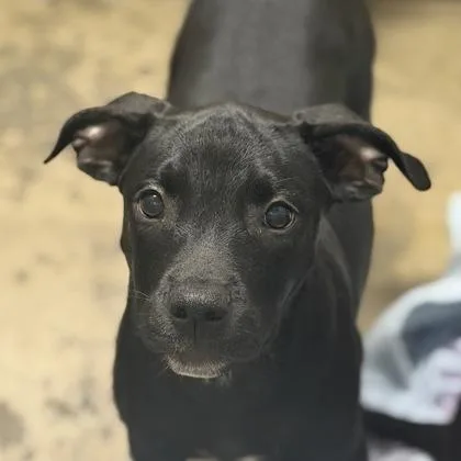 A baby large-sized female Pit Bull Terrier dog named Nyx for adoption in Sacramento, CA