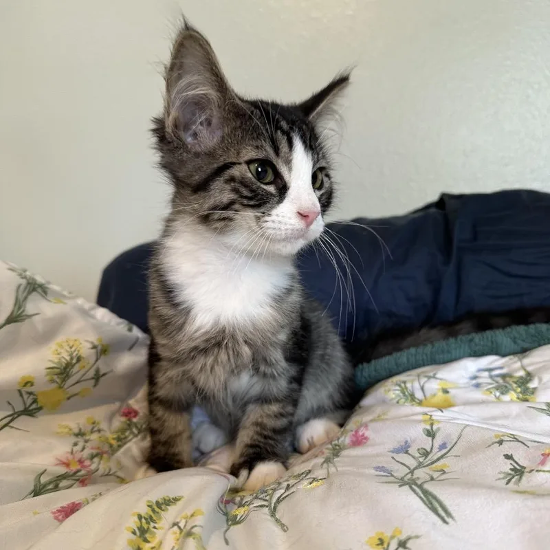 Biscuit