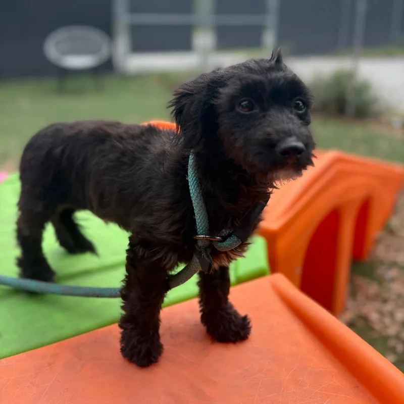 A baby small-sized male Black Dachshund dog named Smooth Scotty for adoption in Port Richey, FL