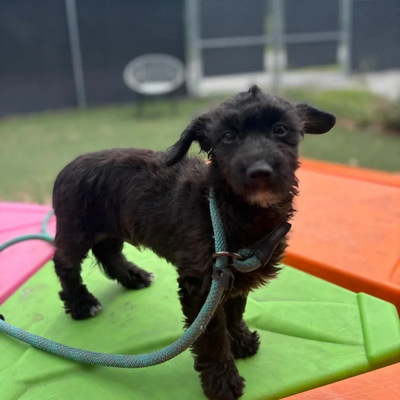 Smooth Scotty thumbnail 2