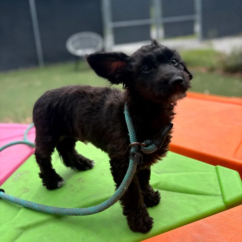 Smooth Scotty thumbnail 3