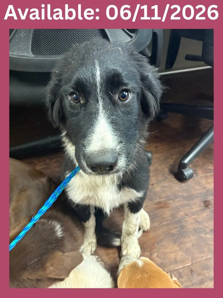 A baby extra large-sized female Collie dog named Dog Kennel for adoption in Greenville, TX