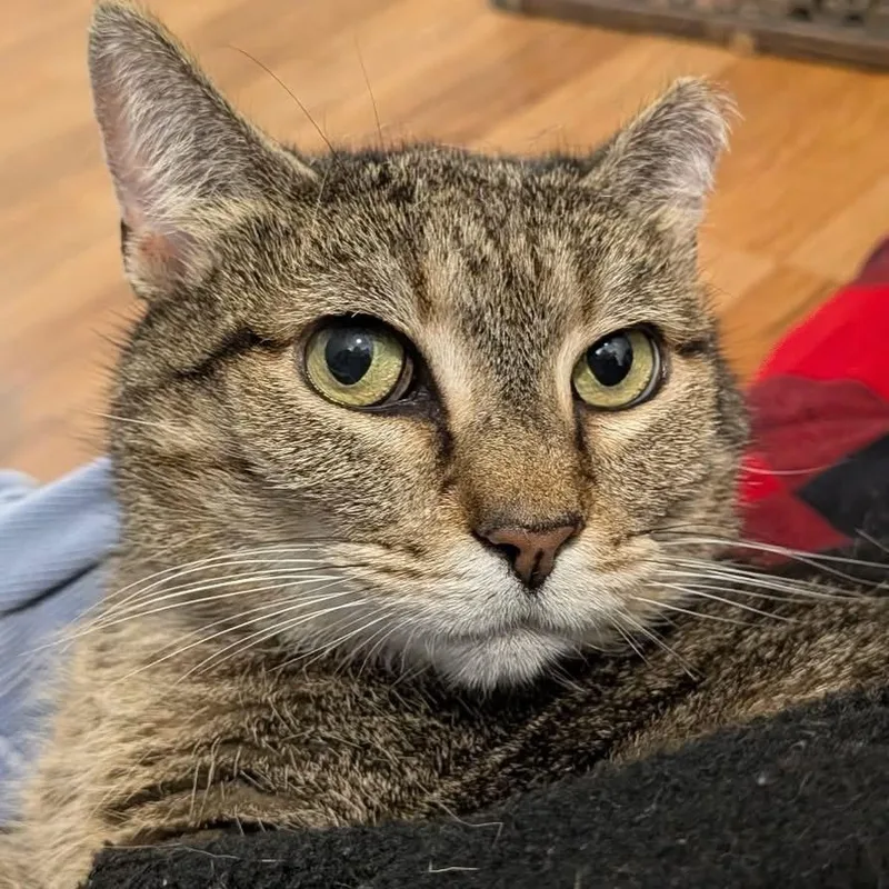 Strega Nona thumbnail 2