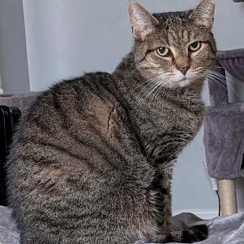 Strega Nona thumbnail 4