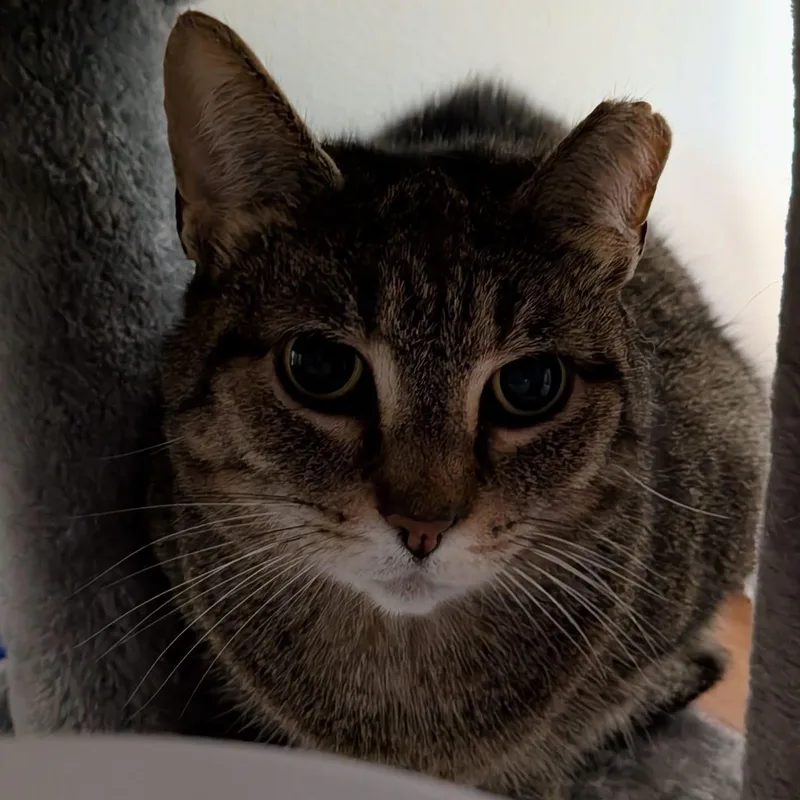 Strega Nona thumbnail 6