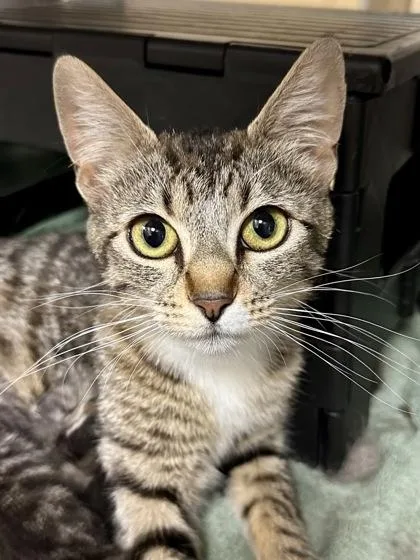 An adult small-sized female Buff / Tan / Fawn Domestic Short Hair cat named Koi for adoption in Wichita, KS