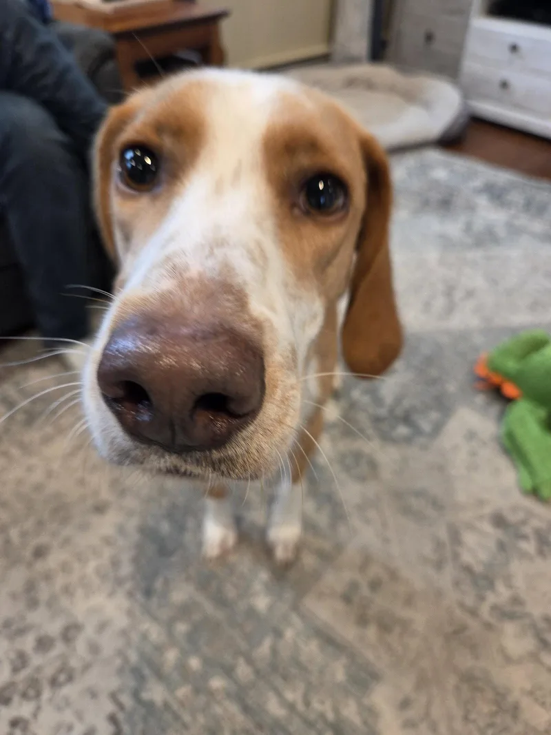 An adult medium-sized male Mixed Breed dog named Hank for adoption in Holbrook, NY