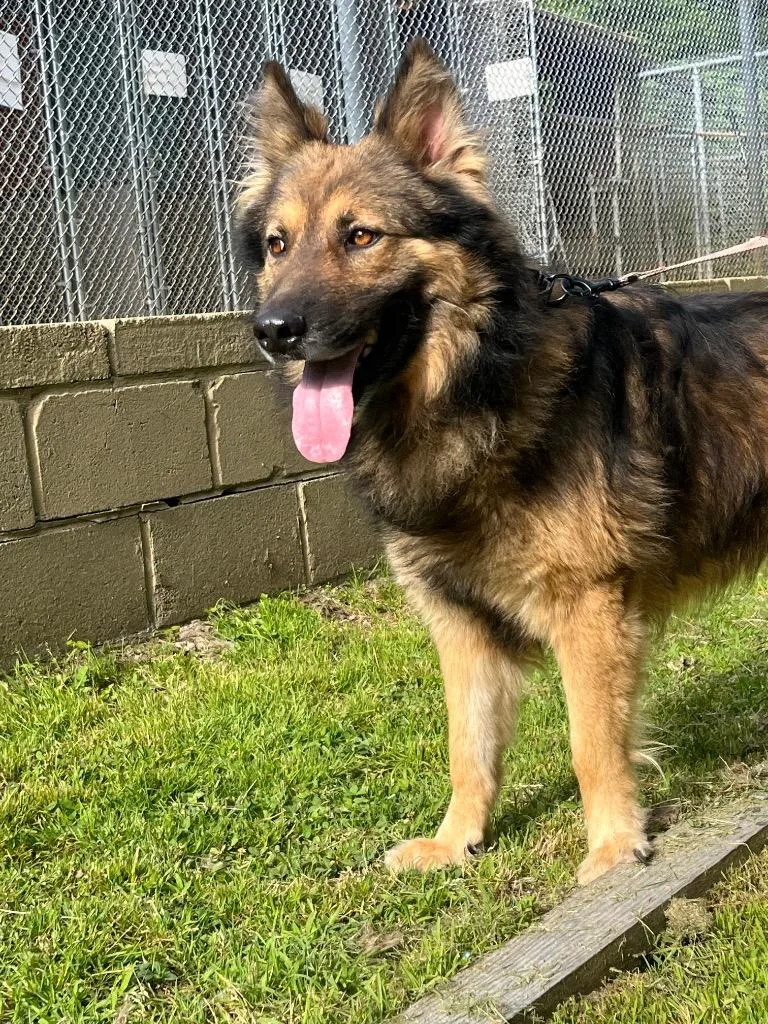 Banjo