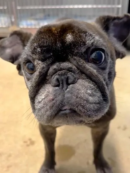 An adult small-sized female French Bulldog dog named Zara for adoption in Cumming, GA
