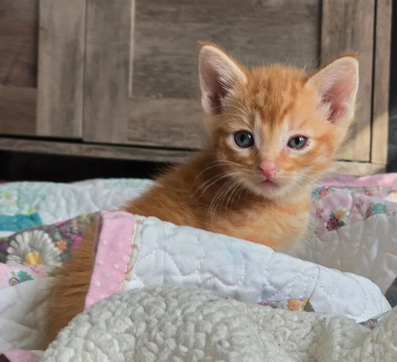 A baby small-sized male Exotic Shorthair cat named Citrine for adoption in Barron, WI